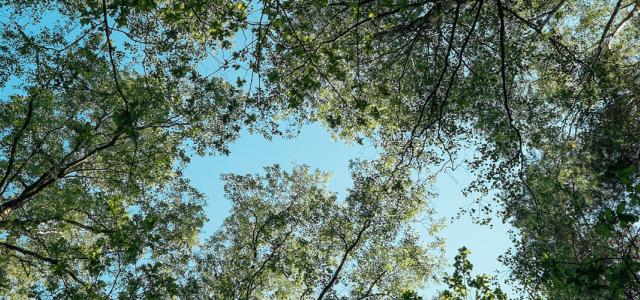 Trees